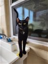 adoptable Cat in ocala, FL named Sheba