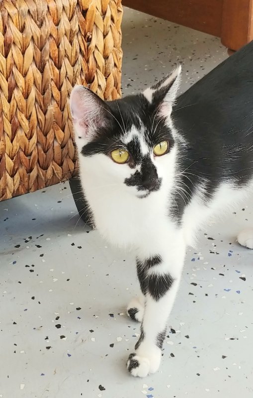 adoptable Cat in Ocala, FL named Pepper