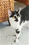 adoptable Cat in ocala, FL named Pepper