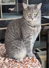 adoptable Cat in ocala, FL named Knox
