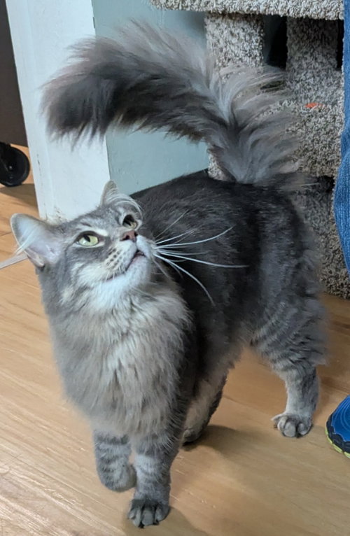 Simon, a cat for adoption from Sheltering Hands, Inc