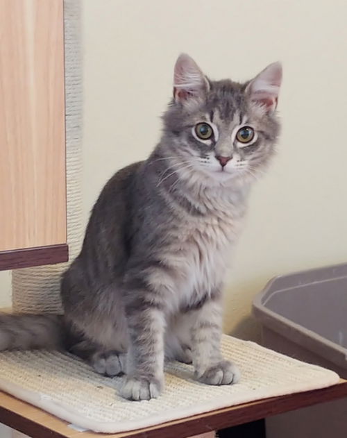 Simon