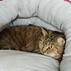 Rosie