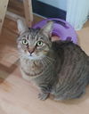Rosie