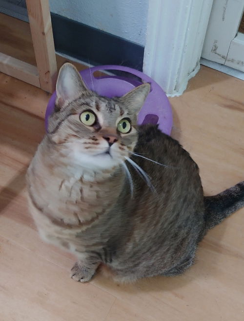 Rosie