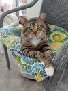 Mr. Socks