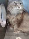 Serafina