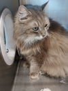 Serafina