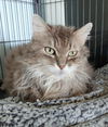 Serafina