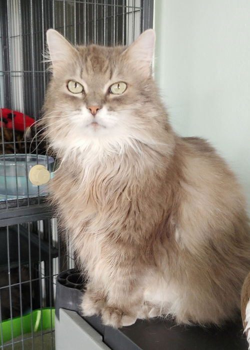 Serafina