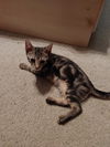 Harper
