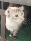 Buttercup