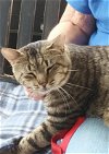 adoptable Cat in ocala, FL named Tomahawk