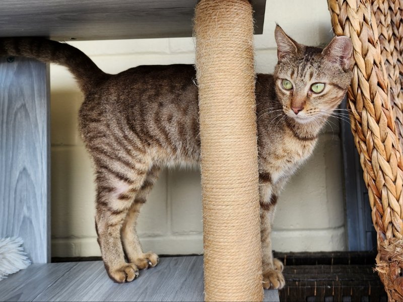adoptable Cat in Ocala, FL named Arrowhead