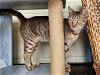 adoptable Cat in ocala, FL named Arrowhead
