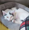 Smudge