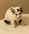 Smudge