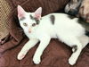 Smudge