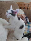Smudge