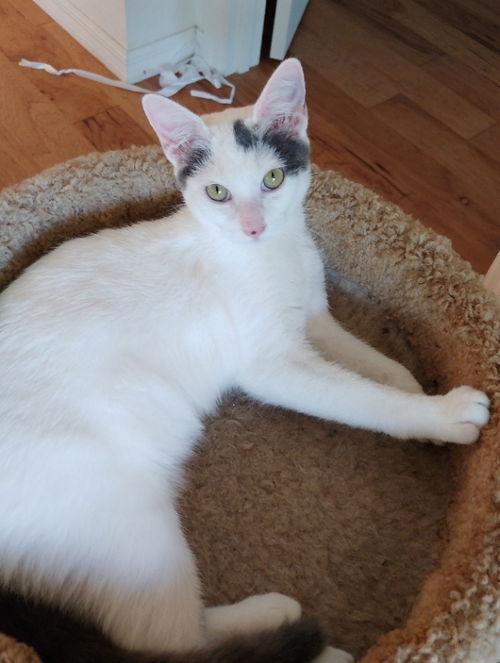 Smudge