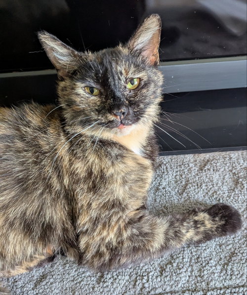 Snow White, an adoptable Tortoiseshell in Ocala, FL