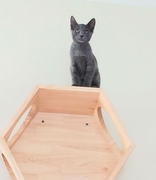 Gizmo