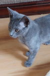 Gizmo