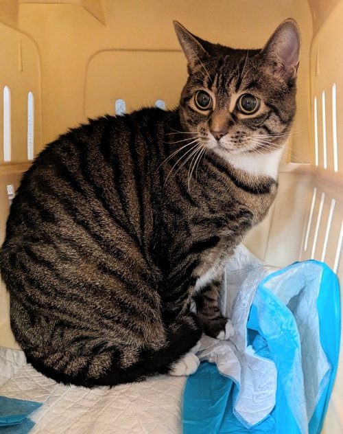 Lily, Senior Tabby / Mixed (short coat), cat for adoption in Ocala, Florida