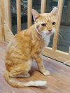 Chester