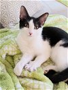 adoptable Cat in ocala, FL named Scarlett OHara