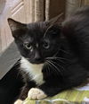 Jet