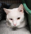 Snowball