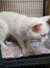 Snowball