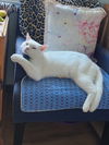 Snowball