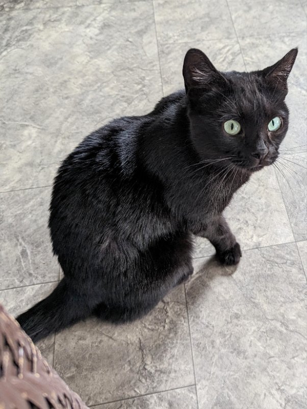 adoptable Cat in Ocala, FL named Squiggly