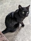 adoptable Cat in ocala, FL named Squiggly