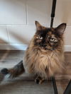 Tilly#