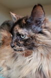 Tilly#