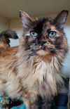 Tilly#