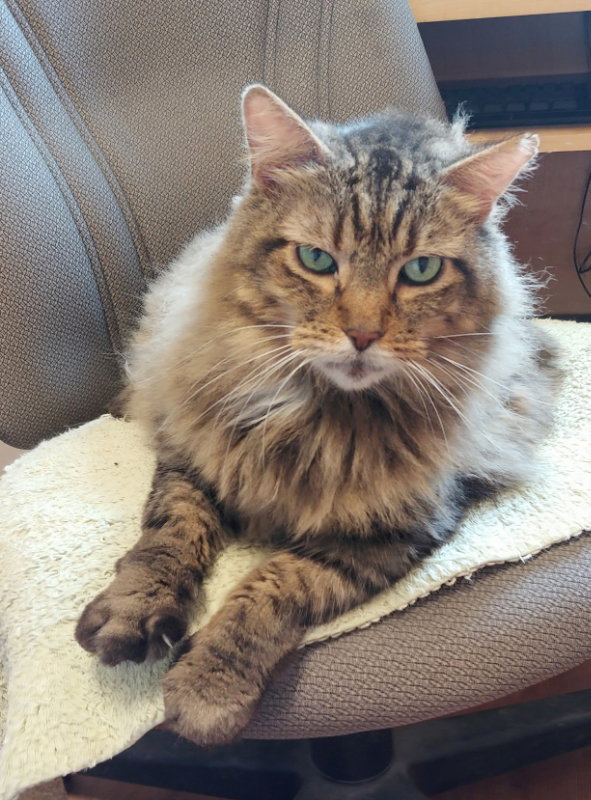 Cats for Adoption in Gainesville, Florida Alpha Paw