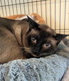 Gus