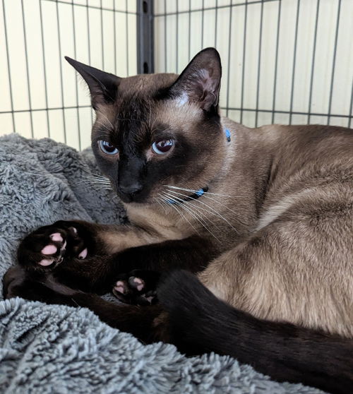 Gus