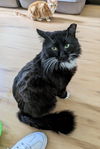 Sylvester
