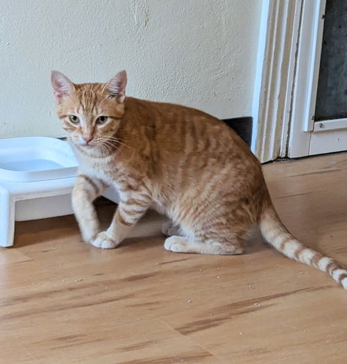 Loki
