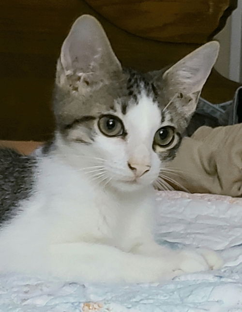 Luca