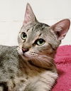 Audrey Catburn