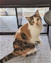 adoptable Cat in ocala, FL named Kayla