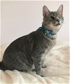 adoptable Cat in ocala, FL named Tater Tot