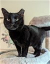 adoptable Cat in ocala, FL named Scarlett