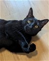 adoptable Cat in ocala, FL named Galaxy